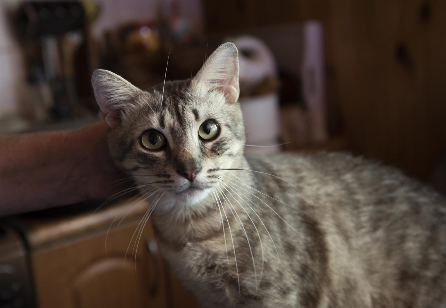 Fotografía de archivo de un gato rescatado. EFE/Orlando Barría