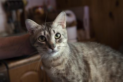 Fotografía de archivo de un gato rescatado. EFE/Orlando Barría