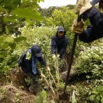 Erradicadores cortan plantas de coca en Tumaco (Colombia). Imagen de archivo. EFE/Mauricio Dueñas Castañeda