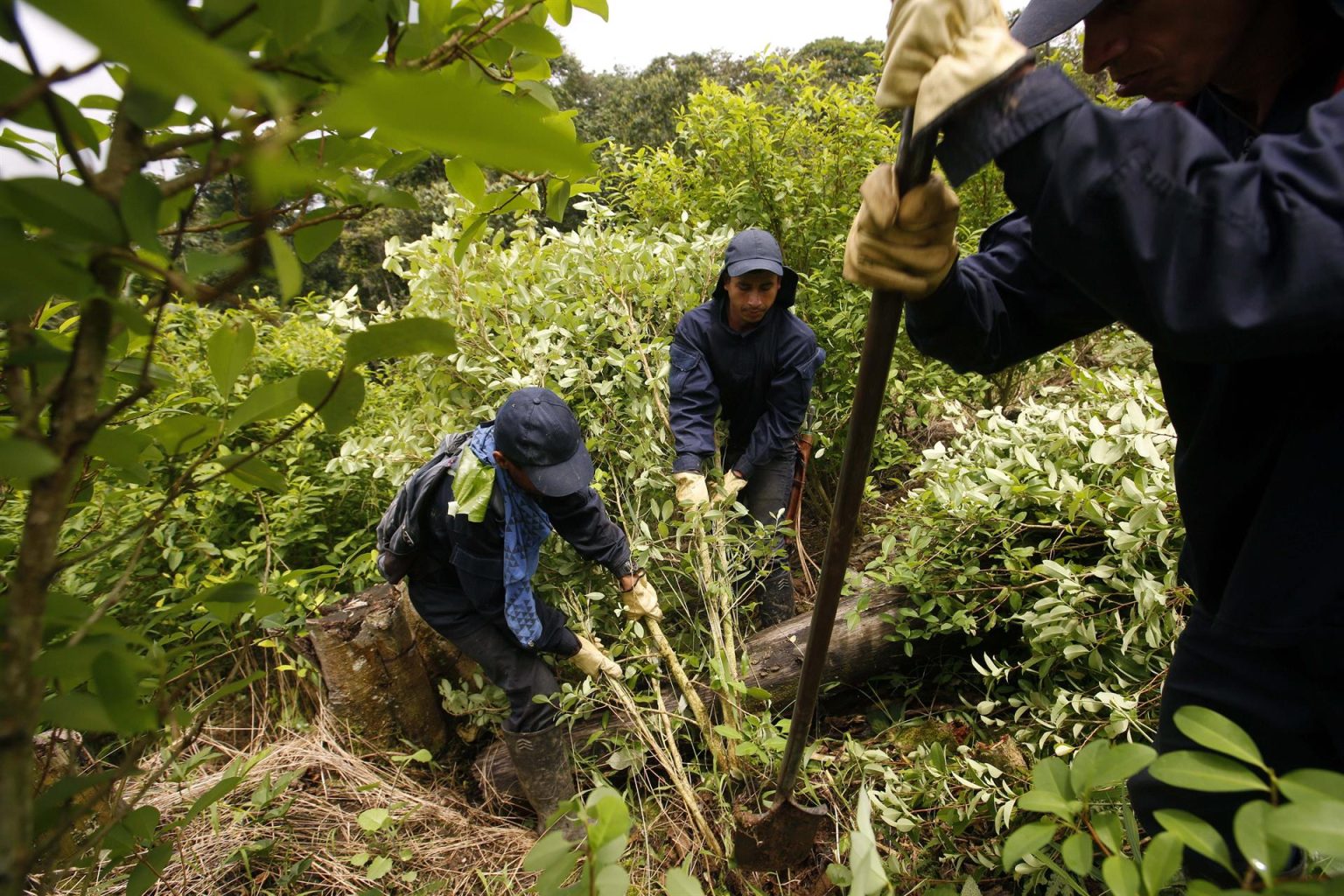 Erradicadores cortan plantas de coca en Tumaco (Colombia). Imagen de archivo. EFE/Mauricio Dueñas Castañeda