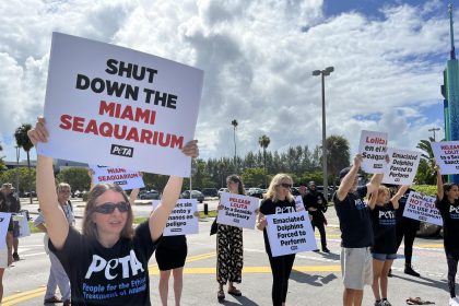 Fotografía cedida hoy por la organización Personas por el Trato Ético de los Animales (PETA) que muestra a varios de sus activistas mientras se manifiestan contra el maltrato animal frente al Miami Seaquarium, en Florida (EE.UU). EFE/ PETA /SOLO USO EDITORIAL /SOLO DISPONIBLE PARA ILUSTRAR LA NOTICIA QUE ACOMPAÑA (CRÉDITO OBLIGATORIO)