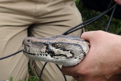 Imagen de archivo en la que se observa a una persona sosteniendo la cabeza de una serpiente pitón en Miami (EE.UU.). EFE/ MAR GONZALO