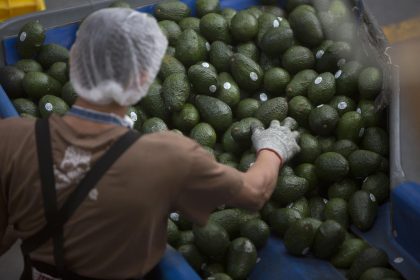 Empleados de una empacadora de Aguacate seleccionan el producto para su exportación a Estados Unidos. Imagen de archivo. EFE/Luis Enrique Granados