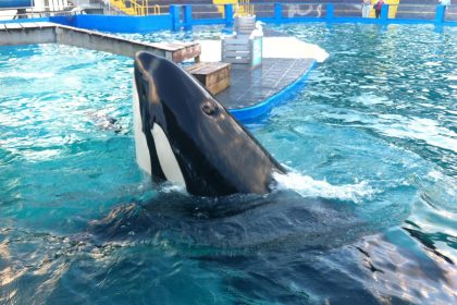 Fotografía de archivo en la que se observa la orca Lolita en Florida. EFE/MAR GONZALO