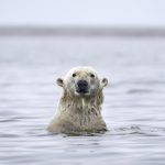 Fotografía de archivo que muestra a un oso polar mientras nada entre la barrera de una isla en el Refugio Nacional de Fauna Salvaje del Ártico, el más extenso de Estados Unidos, a las afueras de Kaktovik, Alaska (Estados Unidos). EFE/Jim Lo Scalzo
