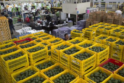 Fotografía de archivo de empleados de una empacadora de Aguacate que seleccionan el producto para su exportación a Estados Unidos, en el municipio de Uruapan, en el estado de Michoacán (México). EFE/Luis Enrique Granados