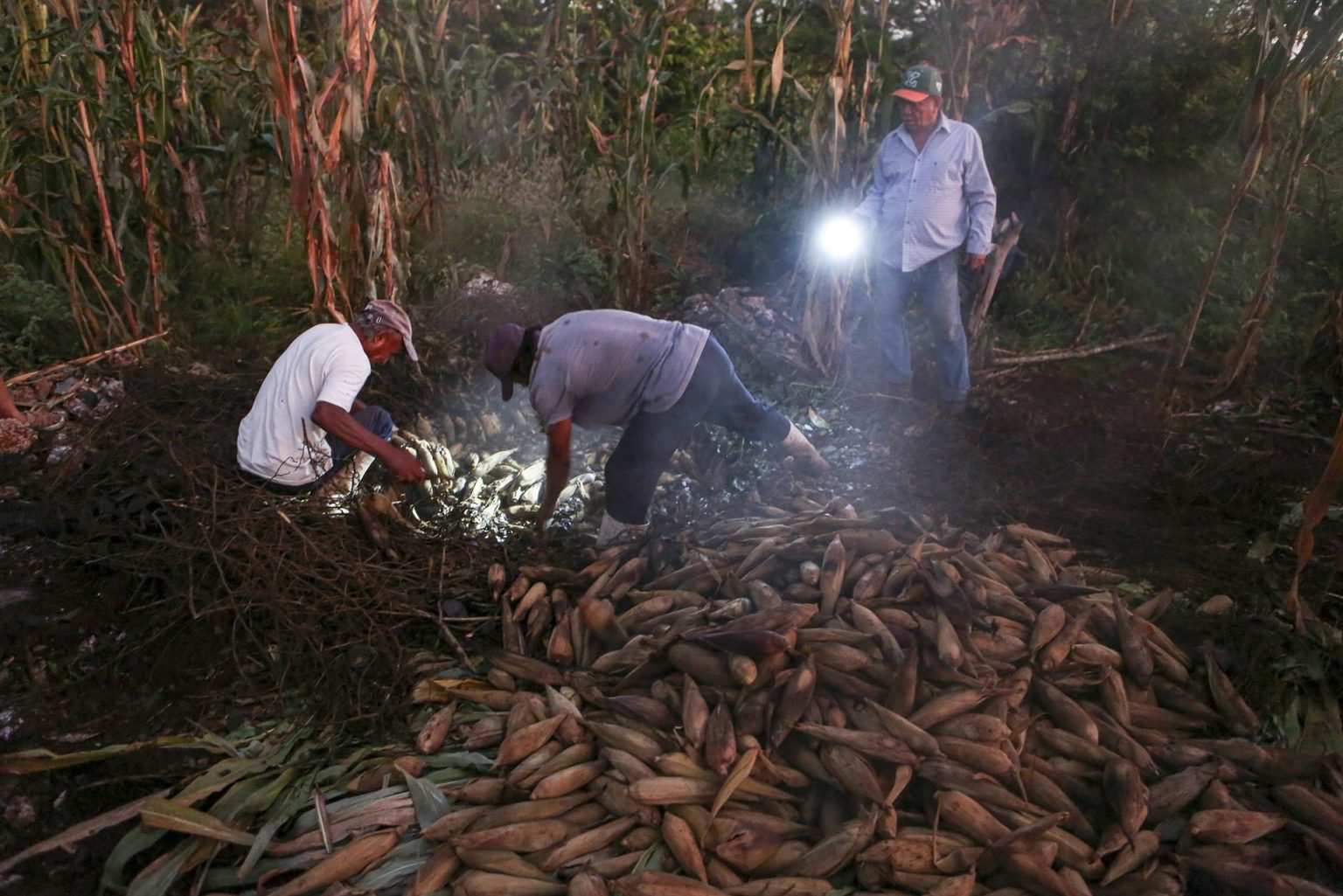 Campesinos recolectan maíz la madrugada de este sábado, en el municipio de Zoncauich, en Yucatán (México). EFE/ Lorenzo Hernández