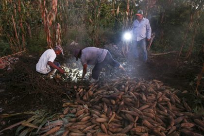 Campesinos recolectan maíz la madrugada de este sábado, en el municipio de Zoncauich, en Yucatán (México). EFE/ Lorenzo Hernández