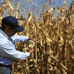 Fotografía de archivo de un campesino que cosecha mazorcas de maíz en el poblado de Texcoco (México). EFE/Sáshenka Gutiérrez