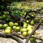 La cosecha de naranjas en Florida esta temporada descenderá un 29 %, entre otras razones por el impacto que ha producido en este sureño estado de EEUU el paso de los huracanes Ian y Nicole. Imagen de archivo. EFE/Gerardo Mora