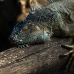 Fotografía de archivo de una iguana. EFE/ Jorge Torres