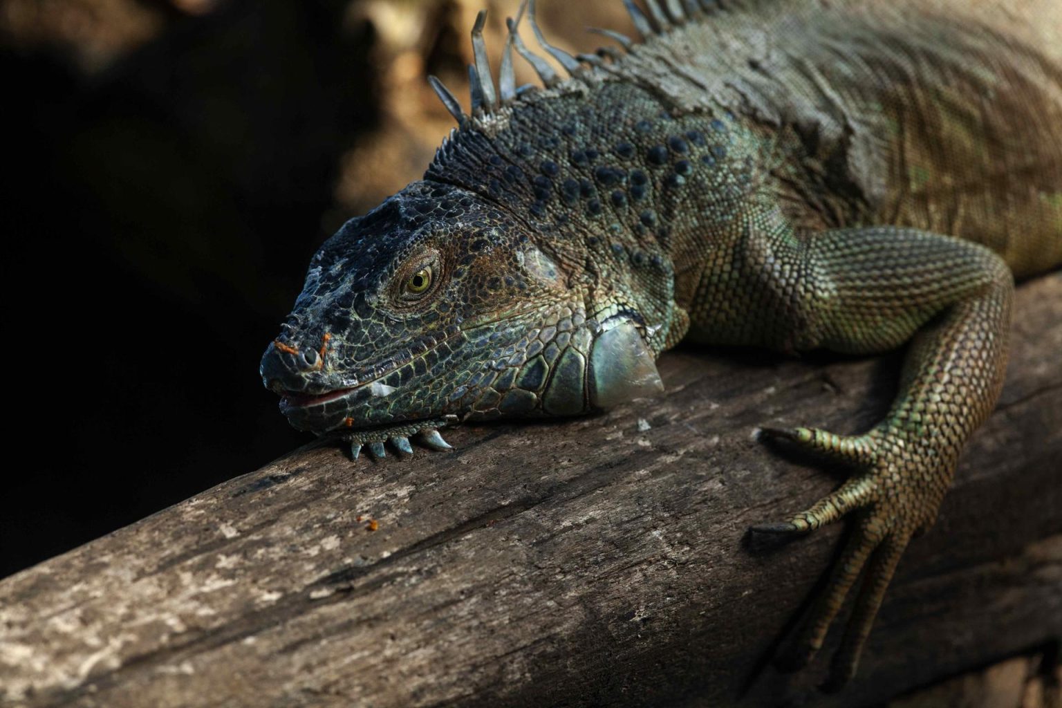 Fotografía de archivo de una iguana. EFE/ Jorge Torres