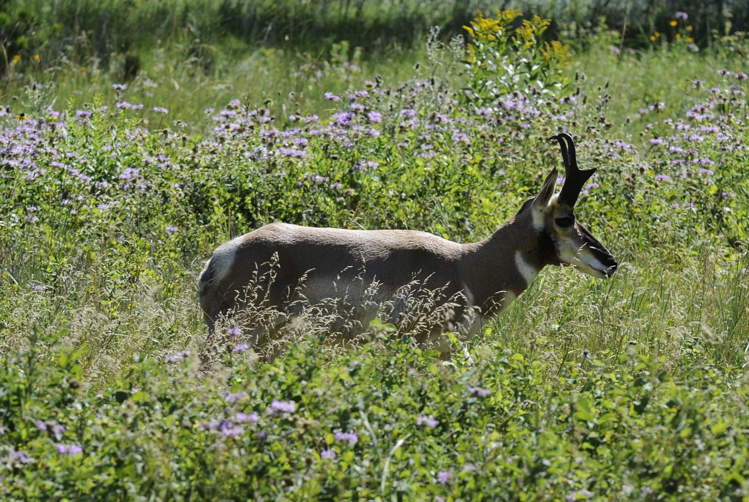 Un berrendo o antílope americano recorre un campo de flores en el Parque Estatal Custer en Dakota del Sur (EE.UU). Imagen de archivo. EFE/MIKE NELSON