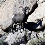 Fotografía de archivo un borrego cimarrón en su hábitat natural, del 19 de mayo de 2022, en la localidad Punta Chueca, estado de Sonora (México). EFE/Humberto Anaya