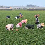 Fotografía de archivo donde aparecen unas personas mientras trabajan en un cultivo de fresas, en Oxnard, California (EE.UU). EFE/ Iván Mejía