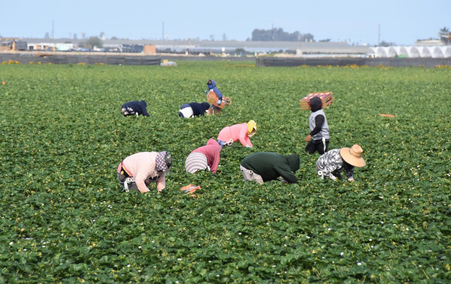 Fotografía de archivo donde aparecen unas personas mientras trabajan en un cultivo de fresas, en Oxnard, California (EE.UU). EFE/ Iván Mejía