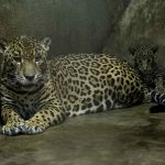 Fotografía de archivo de una jaguar junto a una de sus dos crías. EFE/ Jorge Torres