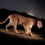 Fotografía cedida por National Geographic donde se muestra P-22 un puma que se hizo famoso por viajar a través de dos congestionadas autopistas californianas y que se convirtió en un símbolo de la disminución de la diversidad genética de animales atrapados por el desarrollo urbano. EFE/Steve Winter/National Geographic /SOLO USO EDITORIAL/NO VENTAS/SOLO DISPONIBLE PARA ILUSTRAR LA NOTICIA QUE ACOMPAÑA/CRÉDITO OBLIGATORIO