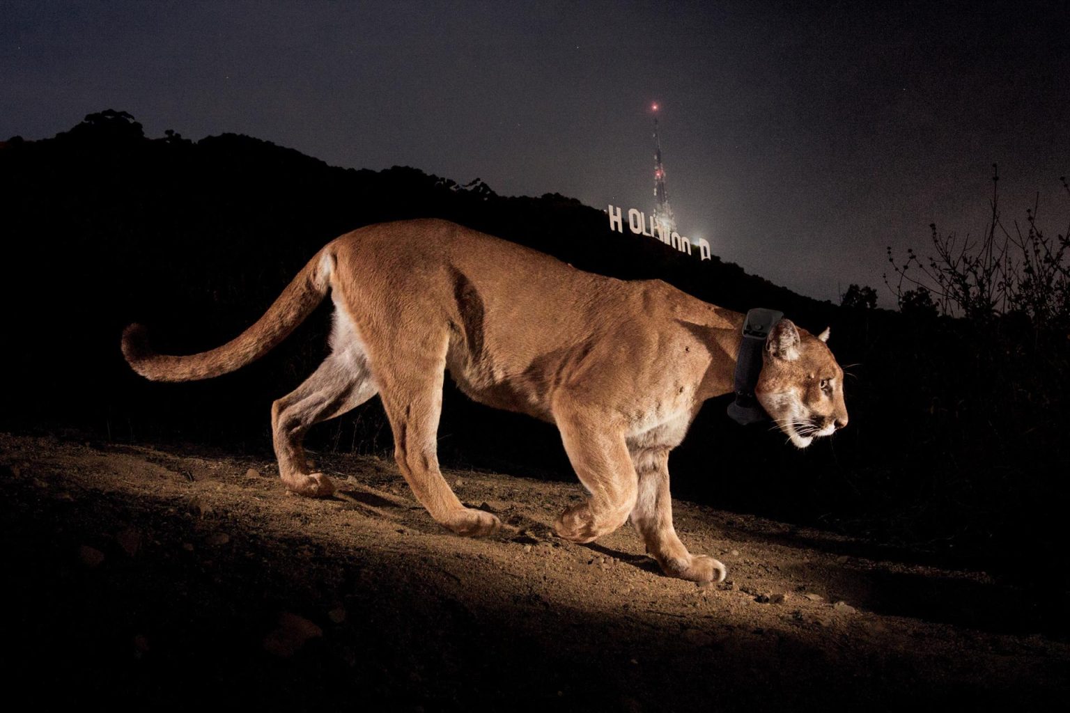 Fotografía cedida por National Geographic donde se muestra P-22 un puma que se hizo famoso por viajar a través de dos congestionadas autopistas californianas y que se convirtió en un símbolo de la disminución de la diversidad genética de animales atrapados por el desarrollo urbano. EFE/Steve Winter/National Geographic /SOLO USO EDITORIAL/NO VENTAS/SOLO DISPONIBLE PARA ILUSTRAR LA NOTICIA QUE ACOMPAÑA/CRÉDITO OBLIGATORIO