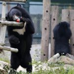 Un cuidador de un zoológico de Jacksonville (noreste de Florida, EE.UU.) se recupera en un hospital de las heridas que le causó un oso negro americano que logró escapar de su encierro y tuvo que ser sacrificado. Imagen de archivo. EFE/BARBARA WALTON