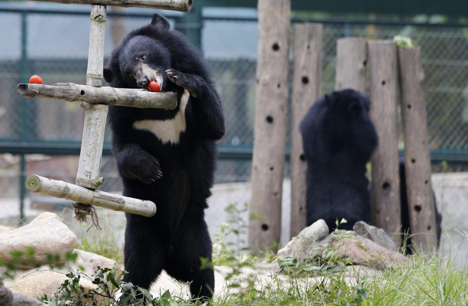 Un cuidador de un zoológico de Jacksonville (noreste de Florida, EE.UU.) se recupera en un hospital de las heridas que le causó un oso negro americano que logró escapar de su encierro y tuvo que ser sacrificado. Imagen de archivo. EFE/BARBARA WALTON