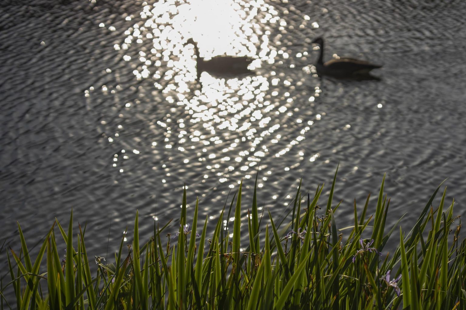 Archivo. EFE/EPA/ERIK S. LESSER