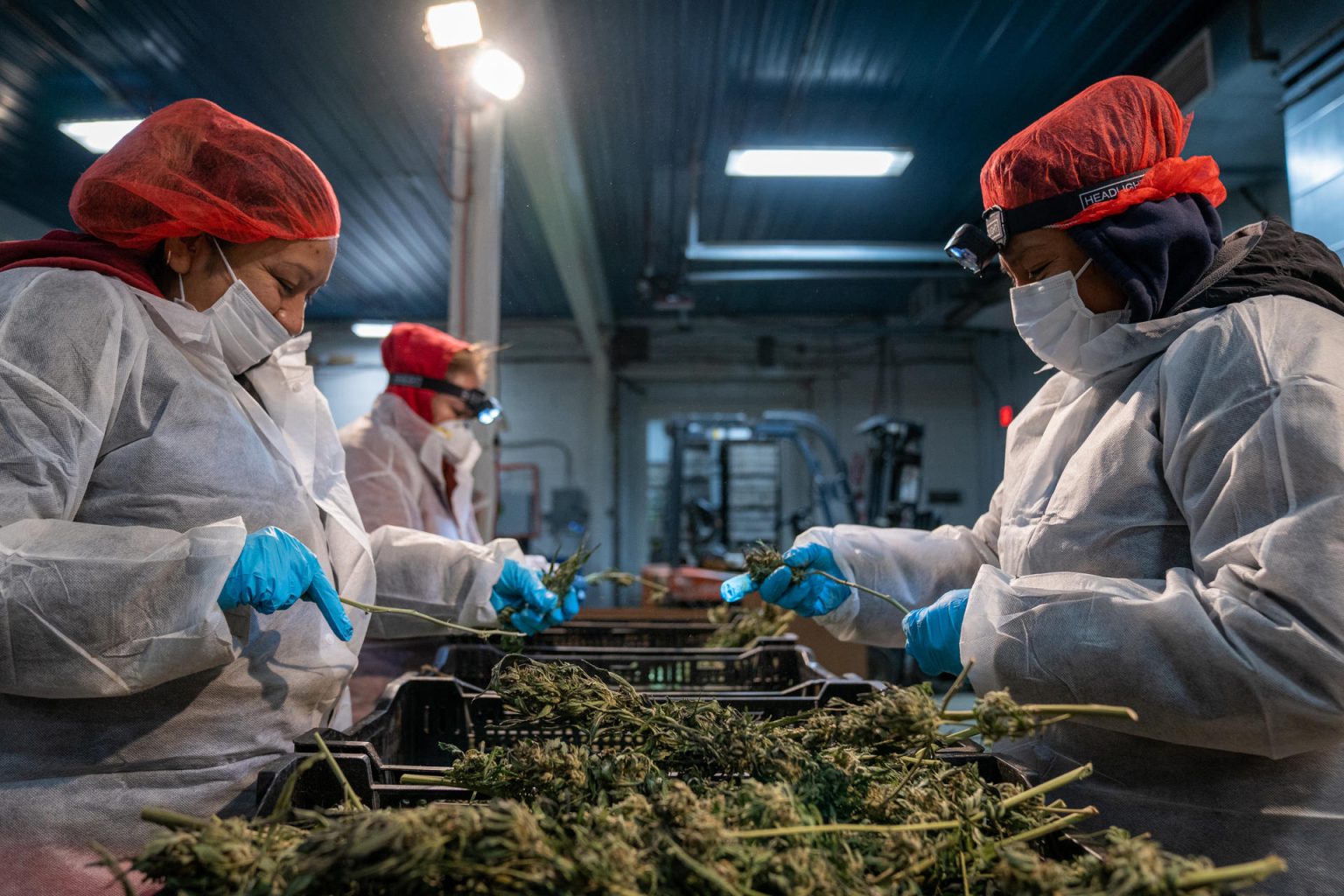 Trabajadoras limpian y seleccionan las matas de marihuana. Imagen de archivo. EFE/ Ángel Colmenares