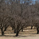 Fotografía de archivo fechada el 14 de julio de 2022 que muestra una de las plantaciones de almendros que no dieron frutos debido a la falta de suministro de agua en unas plantaciones, cerca de la localidad de Los Baños en el Valle central de California (EEUU). EFE/ Guillermo Azábal /ARCHIVO