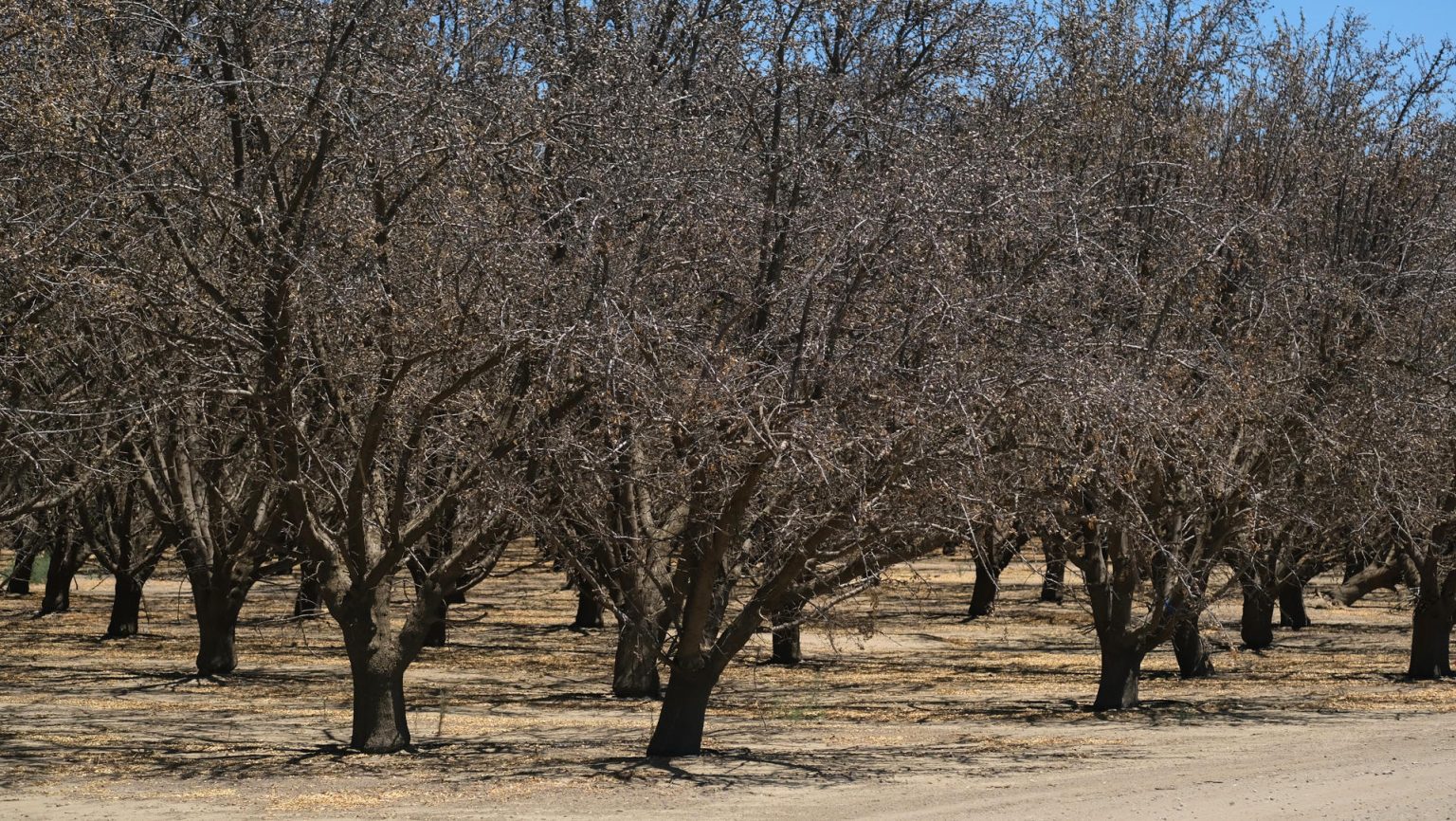 Fotografía de archivo fechada el 14 de julio de 2022 que muestra una de las plantaciones de almendros que no dieron frutos debido a la falta de suministro de agua en unas plantaciones, cerca de la localidad de Los Baños en el Valle central de California (EEUU). EFE/ Guillermo Azábal /ARCHIVO