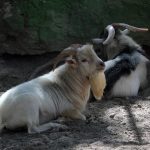 Ejemplares de cabras pigmeas permanecen en un zoológico hoy, de la ciudad de Chilpancingo Guerrero (México). EFE/ José Luis de la Cruz