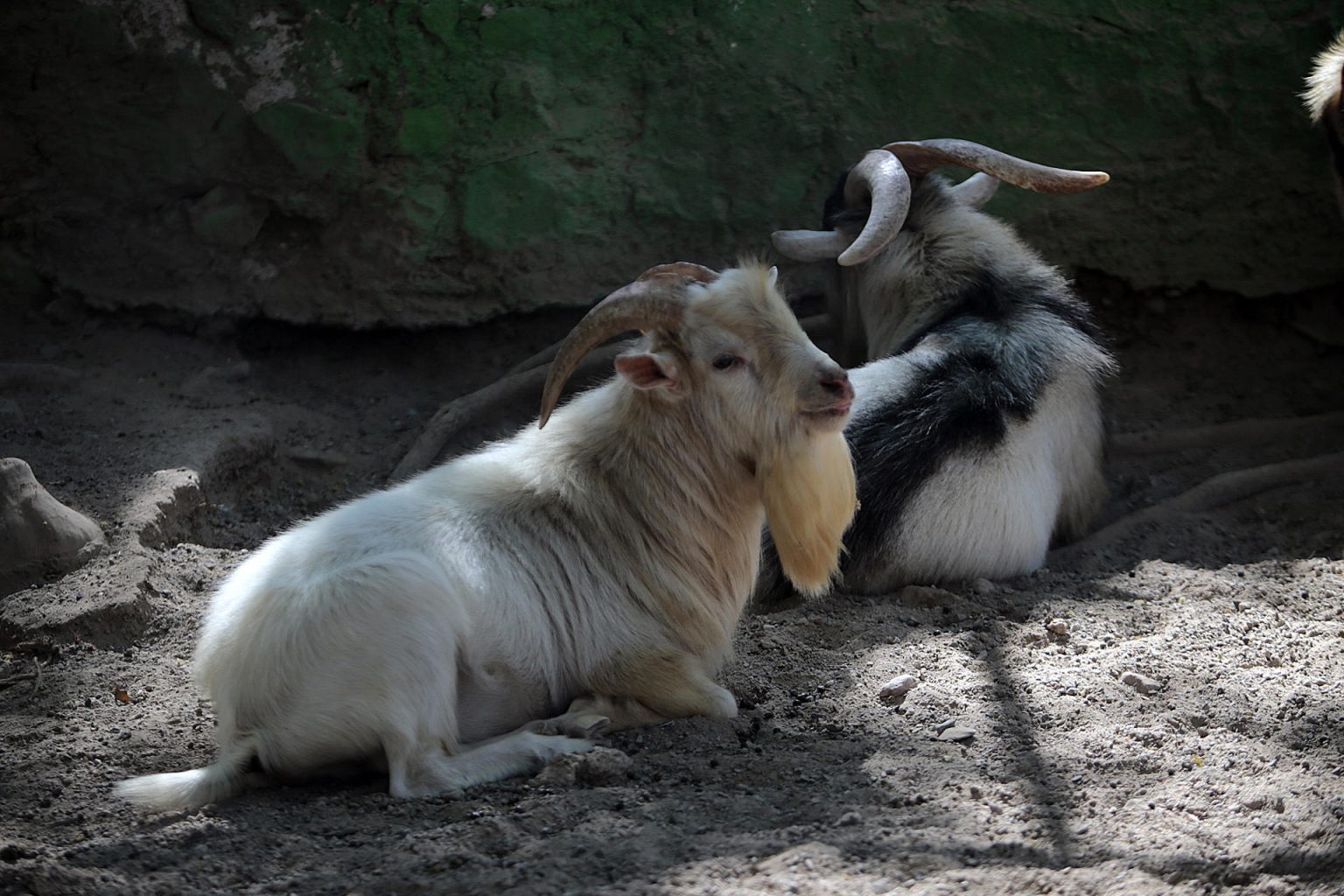 Ejemplares de cabras pigmeas permanecen en un zoológico hoy, de la ciudad de Chilpancingo Guerrero (México). EFE/ José Luis de la Cruz