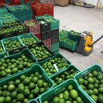 Empleados de la cosecha del limón trabajan en la recolecta del cítrico en la población de San Martín Hidalgo, en el estado de Jalisco (México). Imagen de archivo. EFE/Ulises Ruiz Basurto