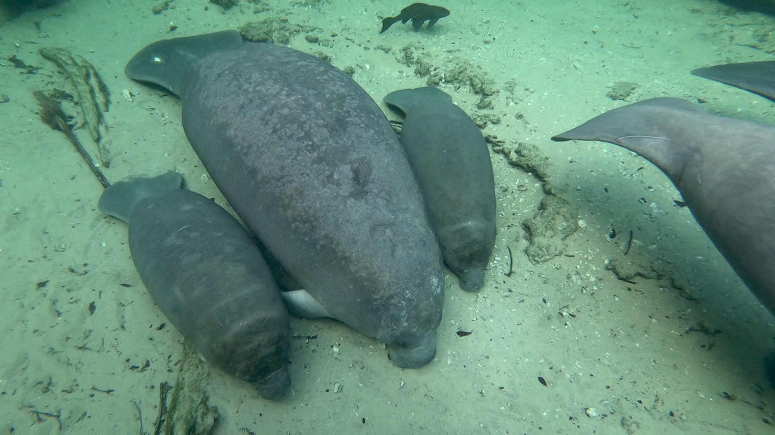 Fotografía divulgada por el Instituto de Ciencias Agrícolas y Alimentarias de la Universidad de Florida en el Condado de Volusia (UF IFAS Extension Volusia County) donde se aprecia a una manatí junto a sus recién nacidos mellizos en las aguas del parque natural Blue Spring, en el centro de Florida (EEUU). EFE/ Uf Ifas Extension Volusia County SOLO USO EDITORIAL SOLO DISPONIBLE PARA ILUSTRAR LA NOTICIA QUE ACOMPAÑA (CRÉDITO OBLIGATORIO)