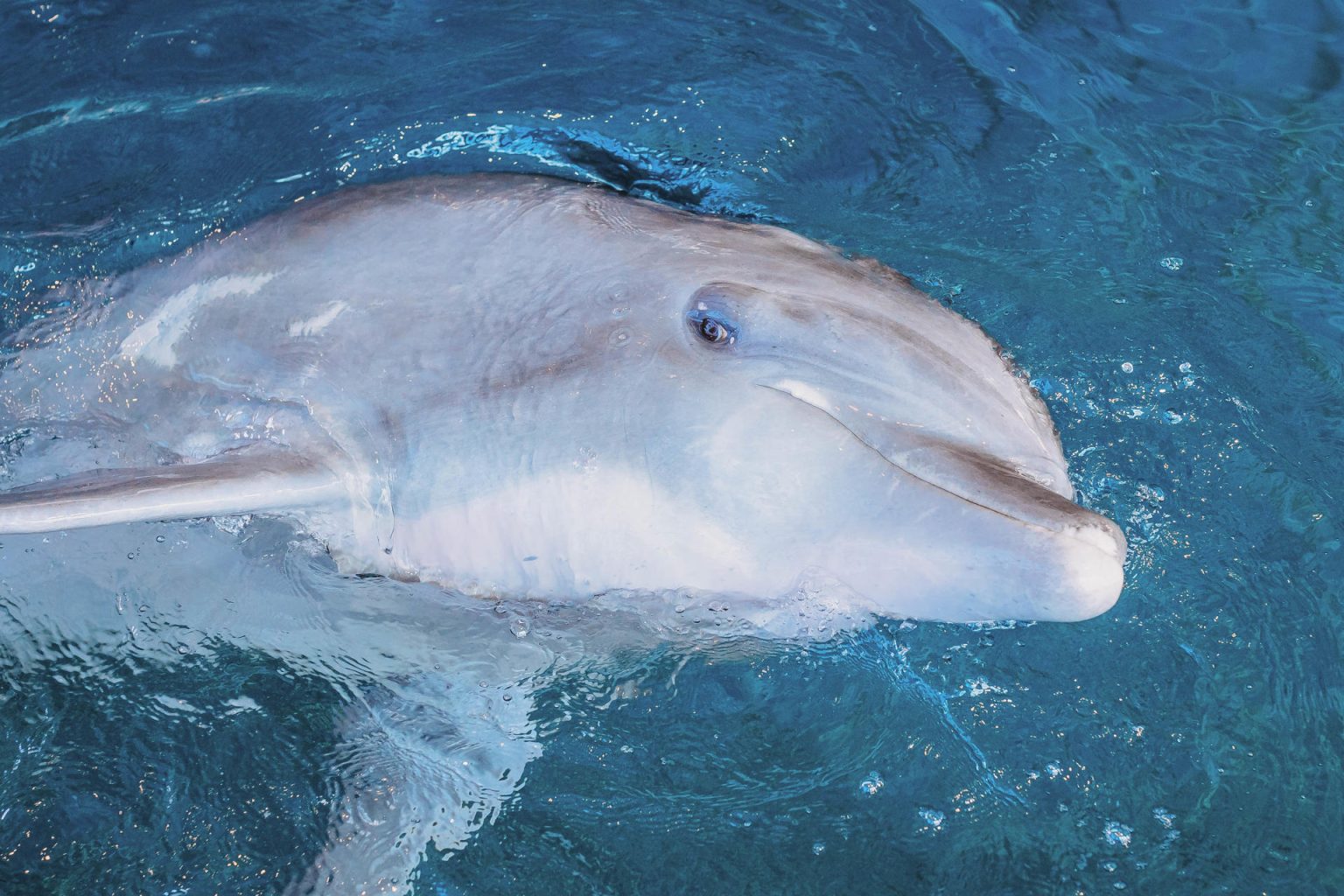 Fotografía cedida sin fechar de Clearwater Marine Aquarium (CMA) donde se muestra al delfín Hemingway, en Florida (EEUU). El delfín Hemingway, uno de los ejemplares de su especie en cautividad más populares del sur de Estados Unidos, murió este lunes en el centro de recuperación de especies marinas Clearwater Marine Aquarium (CMA) de Florida. EFE/ Clearwater Marine Aquarium /SOLO USO EDITORIAL/NO VENTAS/SOLO DISPONIBLE PARA ILUSTRAR LA NOTICIA QUE ACOMPAÑA/CRÉDITO OBLIGATORIO