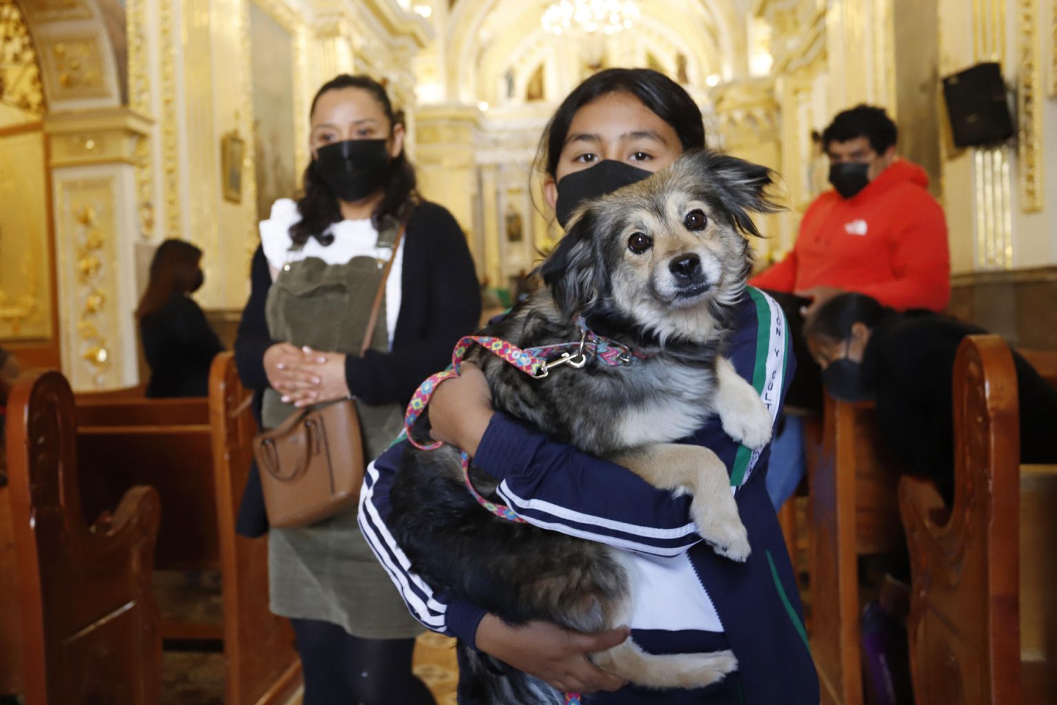 Personas llevan a sus mascotas a bendecir en el marco de los festejos de San Antonio Abad hoy, en el municipio de San Andrés Cholula, estado de Puebla (México). EFE/Hilda Ríos