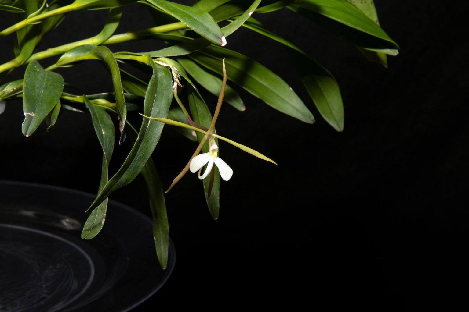 Fotografía sin fecha cedida por el Smithsonian Institution donde se aprecia una de las orquídeas en peligro de extinción conocida con el nombre de "dama de noche" (Epidendrum nocturnum), una orquídea de flores blancas que perfuma las noches con su fragancia cítrica y tiene su hábitat natural en México, América Central y Venezuela, además del sur de Florida. EFE/Smithsonian Institution /SOLO USO EDITORIAL /NO VENTAS /SOLO DISPONIBLE PARA ILUSTRAR LA NOTICIA QUE ACOMPAÑA /CRÉDITO OBLIGATORIO