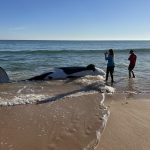 Fotografía cedida por la Oficina del Alguacil del Condado de Flagler donde aparecen dos personas tomando fotografías a una orca muerta hoy, en la orilla de playa de Jungle Hut Park, en la localidad de Palm Coast, a unos 461 kilómetros al norte de Miami, Florida (EEUU). EFE/Flagler Sheriff /SOLO USO EDITORIAL/NO VENTAS/SOLO DISPONIBLE PARA ILUSTRAR LA NOTICIA QUE ACOMPAÑA/CRÉDITO OBLIGATORIO