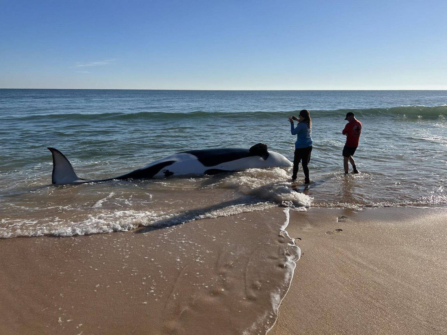 Fotografía cedida por la Oficina del Alguacil del Condado de Flagler donde aparecen dos personas tomando fotografías a una orca muerta hoy, en la orilla de playa de Jungle Hut Park, en la localidad de Palm Coast, a unos 461 kilómetros al norte de Miami, Florida (EEUU). EFE/Flagler Sheriff /SOLO USO EDITORIAL/NO VENTAS/SOLO DISPONIBLE PARA ILUSTRAR LA NOTICIA QUE ACOMPAÑA/CRÉDITO OBLIGATORIO