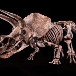 Fotografía cedida por el Glazer Children's Museum donde se muestra un esqueleto de un ejemplar de Triceratops, apodado "Big John", en Tampa (Estados Unidos). EFE/ Glazer Children's Museum / SOLO USO EDITORIAL/ SOLO DISPONIBLE PARA ILUSTRAR LA NOTICIA QUE ACOMPAÑA (CRÉDITO OBLIGATORIO)