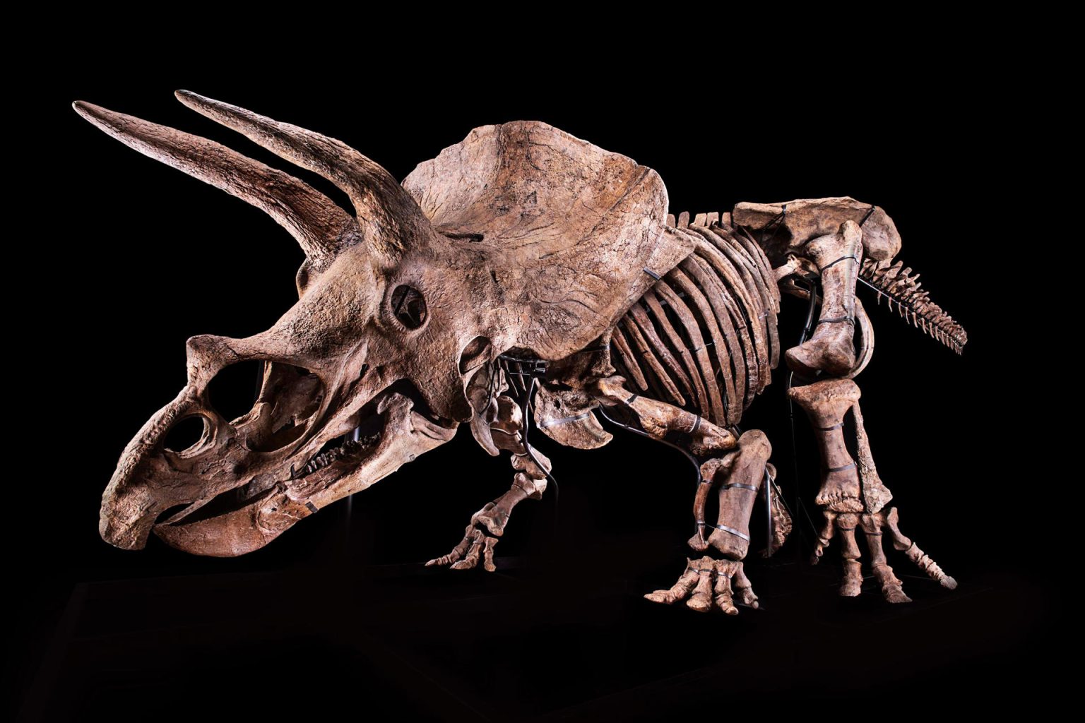 Fotografía cedida por el Glazer Children's Museum donde se muestra un esqueleto de un ejemplar de Triceratops, apodado "Big John", en Tampa (Estados Unidos). EFE/ Glazer Children's Museum / SOLO USO EDITORIAL/ SOLO DISPONIBLE PARA ILUSTRAR LA NOTICIA QUE ACOMPAÑA (CRÉDITO OBLIGATORIO)