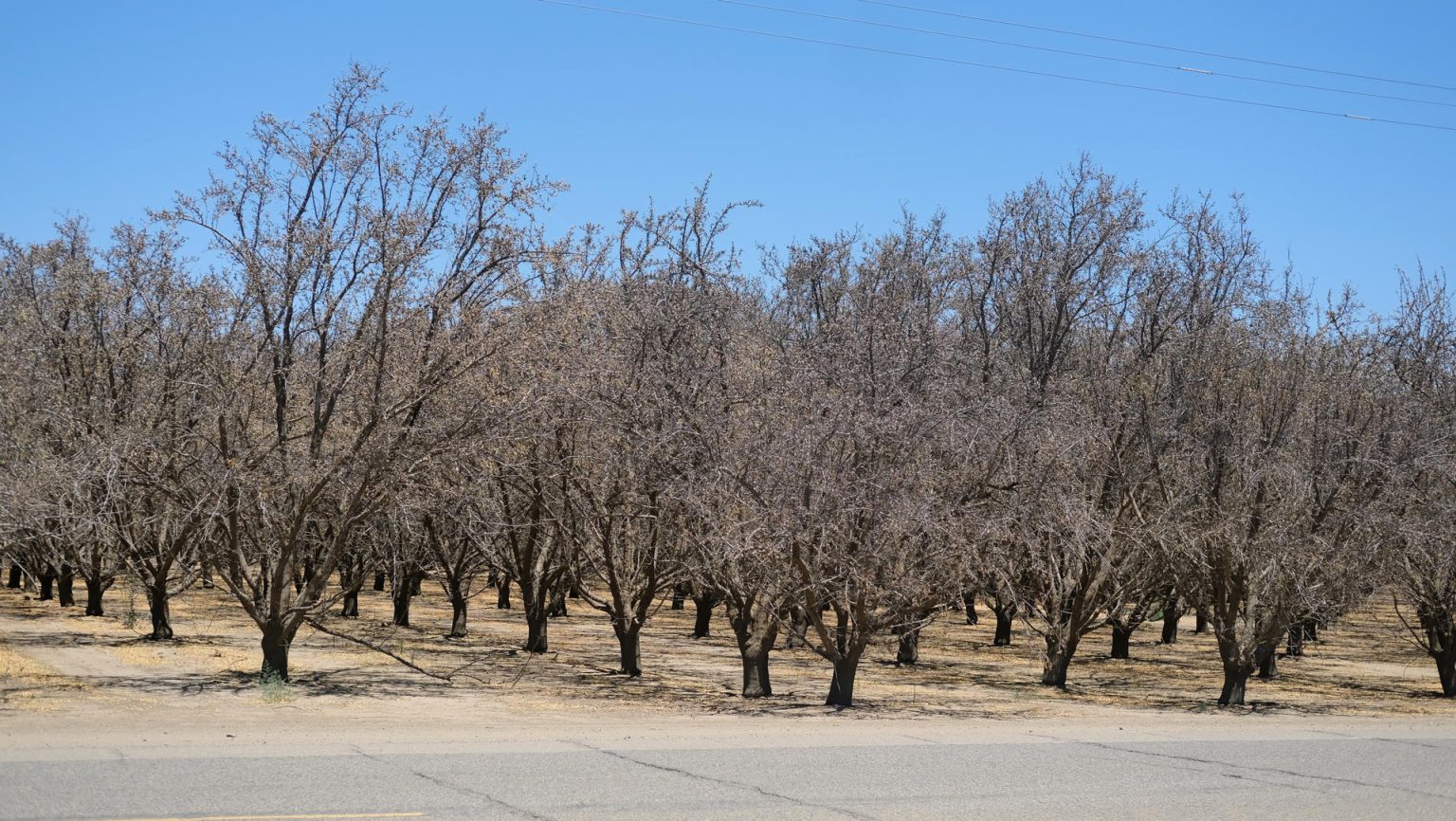 Fotografía de archivo donde se aprecia unas de las plantaciones de almendros que no dieron frutos este año debido a la falta de suministro de agua en unas plantaciones, cerca de la localidad de Los Baños en el Valle central de California (EE.UU.). EFE/ Guillermo Azábal