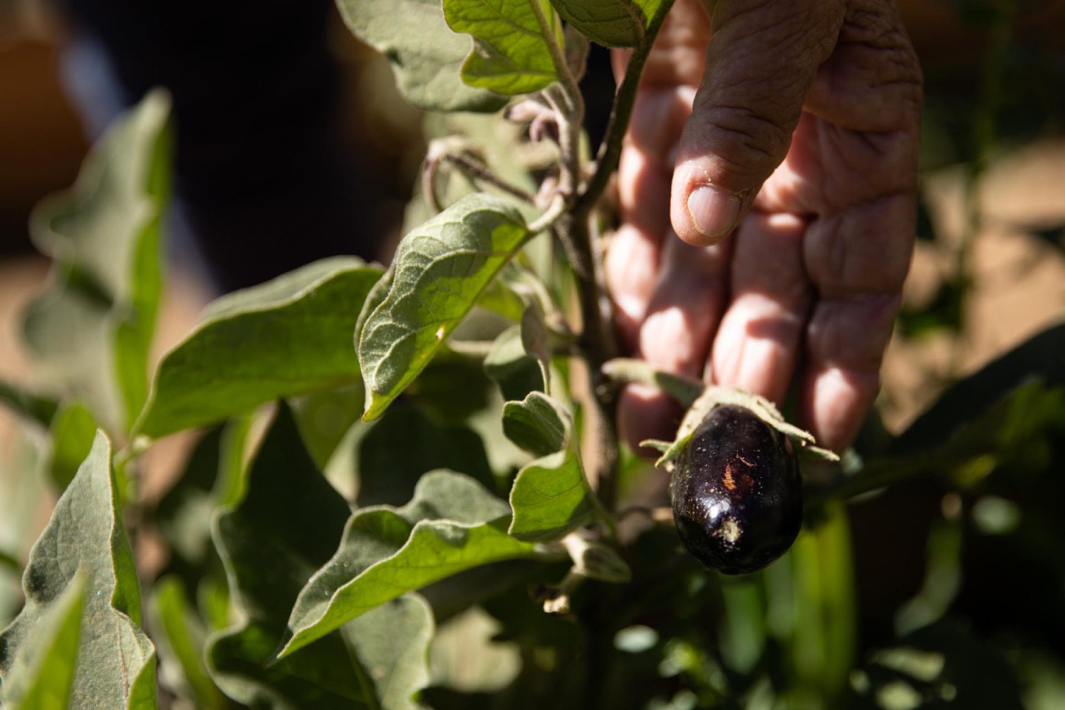 Para los inmigrantes hispanos, especialmente aquellos que viven en apartamentos, esa “conexión social” creada por la jardinería urbana “es enorme”, sostuvo Litt, subrayando que esta actividad permite “compartir técnicas y recetas, y con el tiempo las relaciones florecen”. Imagen de archivo. EFE/Alberto Valdés