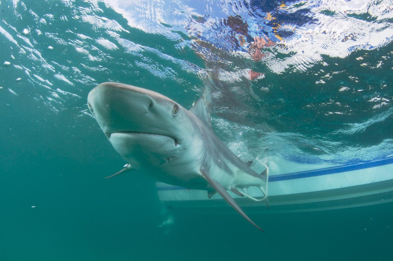 Fotografía fechada el 16 de marzo de 2016 y cedida por la Florida Atlantic Univesity donde se aprecia un tiburón punta negra mientras nada cerca de un bote. EFE/Florida Atlantic University /SOLO USO EDITORIAL /SOLO DISPONIBLE PARA ILUSTRAR LA NOTICIA QUE ACOMPAÑA (CRÉDITO OBLIGATORIO)