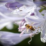 Fotografía de archivo en la que se observa una abeja mientras poliniza una flor. EFE/Raúl Martínez