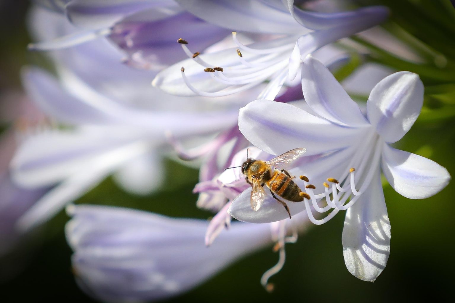 Fotografía de archivo en la que se observa una abeja mientras poliniza una flor. EFE/Raúl Martínez