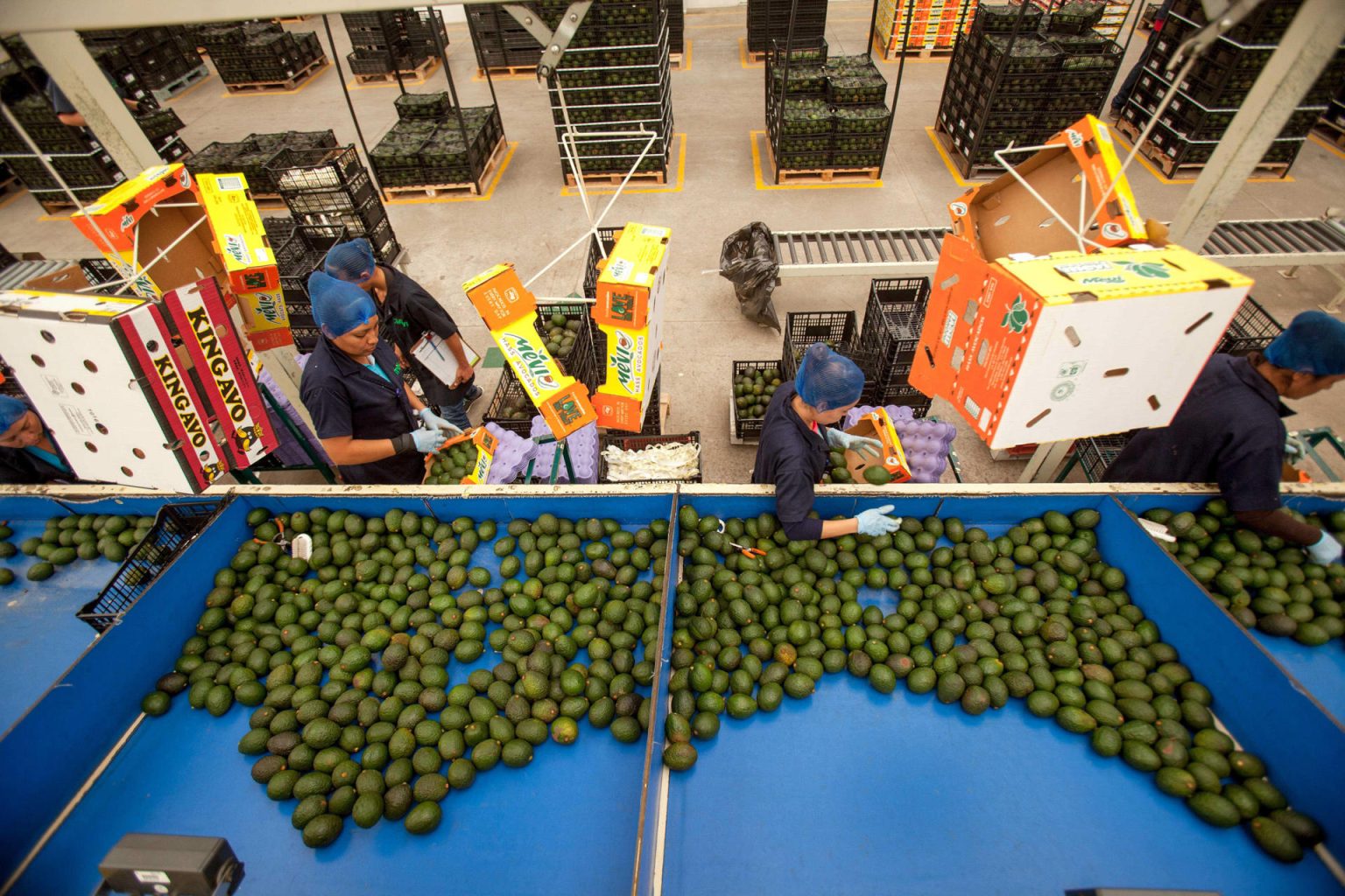 Fotografía cedida hoy, por la Secretaría de Agricultura y Desarrollo Rural (Sader), donde se observa a trabajadoras en el proceso de empaque de aguacate en Ciudad de México (México). EFE/ Secretaría de Agricultura y Desarrollo Rural /SOLO USO EDITORIAL/SOLO DISPONIBLE PARA ILUSTRAR LA NOTICIA QUE ACOMPAÑA (CRÉDITO OBLIGATORIO)