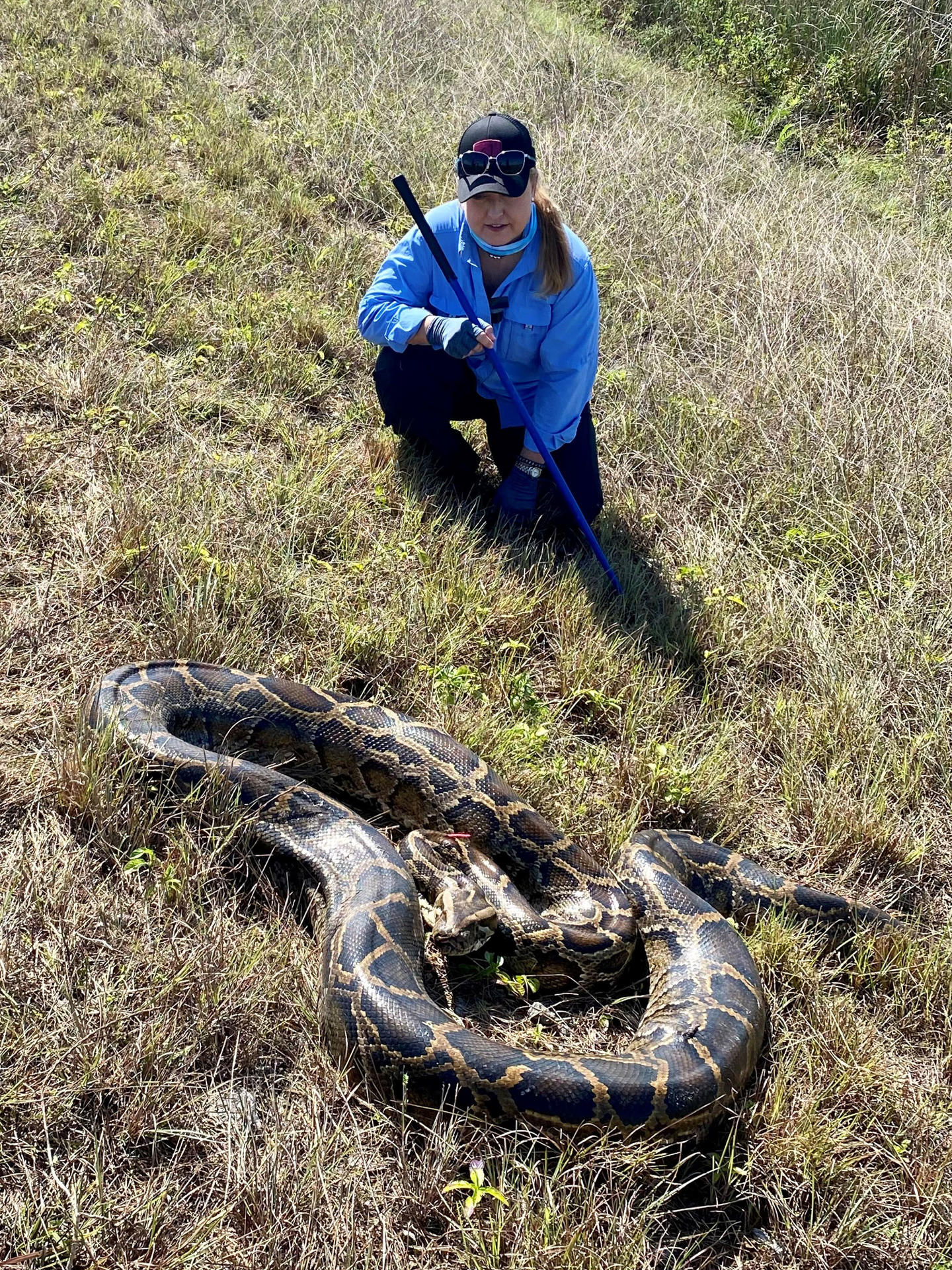 Fotografía cedida por The Croc Docs del Instituto de Ciencias Alimentarias y Agrícolas (IFAS) de la Universidad de Florida (UF) donde aparece la bióloga Melissa Miller, responsable del proyecto y especialista en especies invasoras, mientras toma medidas de un espécimen de pitón birmana en los Everglades de Florida (EEUU). EFE/ The Croc Docs / SOLO USO EDITORIAL/ SOLO DISPONIBLE PARA ILUSTRAR LA NOTICIA QUE ACOMPAÑA (CRÉDITO OBLIGATORIO)