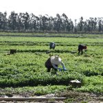 Fotografía de archivo donde aparecen unas personas mientras trabajan en un cultivo de cilantro, en Oxnard, California (EE.UU). EFE/ Iván Mejía