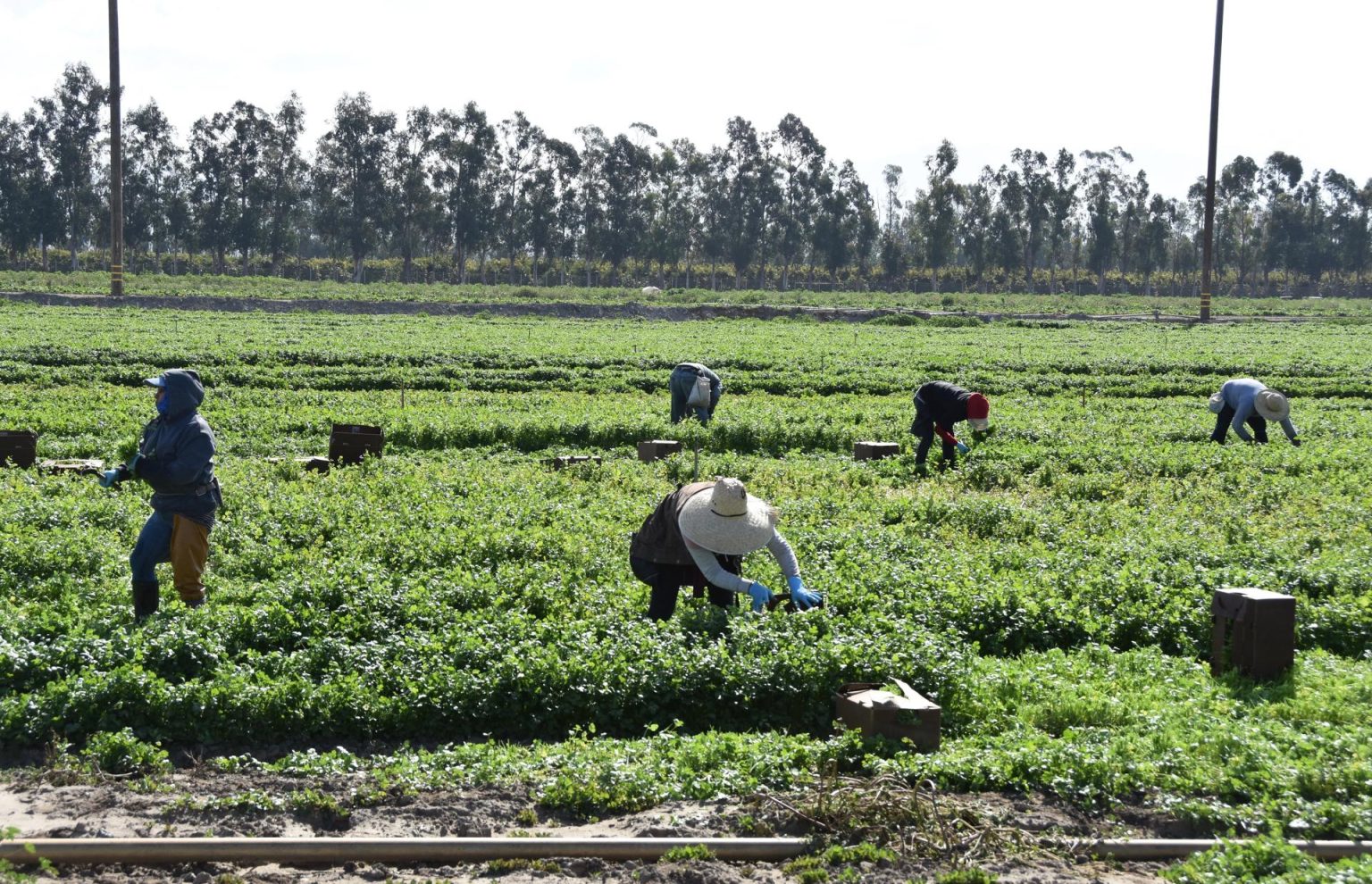 Fotografía de archivo donde aparecen unas personas mientras trabajan en un cultivo de cilantro, en Oxnard, California (EE.UU). EFE/ Iván Mejía