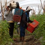 Fotografía de archivo donde se observa a campesinos trabajando en una cosecha de tomate en el municipio de Tarimbaro, estado de Michoacán (México). EFE/Luis Enrique Granados